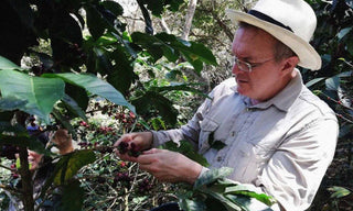Kaffeefarmer bei der Ernte reifer Kaffeekirschen auf der Finca Hoyo Frío in Kolumbien