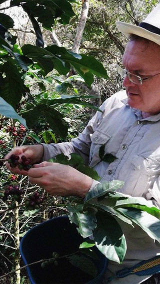 Nahaufnahme: Ernte von Kaffeekirschen auf der Hoyo Frío Farm in Kolumbien