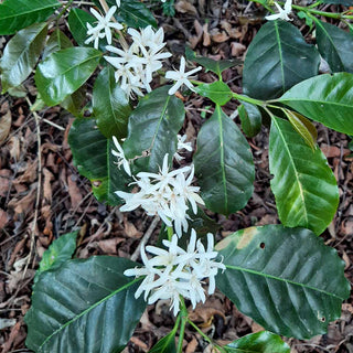Kaffeepflanzen auf der Farm von Valdir Manske in Brasilien, Arabica-Anbau für Espresso