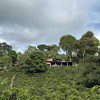 Blick auf die Kaffeefarm El Placer von Mary Luz Ruiz inmitten üppiger Vegetation in Kolumbien.