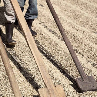 Aufbereitung von Rohkaffee auf der Finca Canaque in Huehuetenango, Guatemala. Kaffeebohnen werden nach der Ernte gleichmäßig zum Trocknen verteilt.