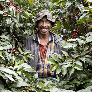 Kaffeefarmer der Finca Canaque steht zwischen Kaffeepflanzen mit reifen Kirschen in den Bergen von Huehuetenango in Guatemala.
