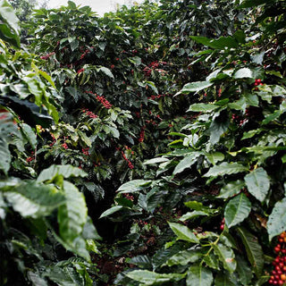 Kaffeepflanzen der Finca Canaque mit reifen roten Arabica-Kaffeekirschen in der Anbauregion Huehuetenango.
