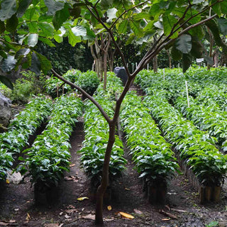 Kaffeepflanzen wachsen in geordneten Reihen auf der Finca Canaque in Guatemala, angebaut auf rund 1.800 Metern Höhe.