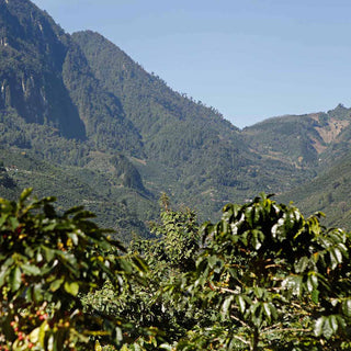 Bergige Landschaft der Kaffeeanbauregion Huehuetenango in Guatemala mit Kaffeepflanzen im Vordergrund.