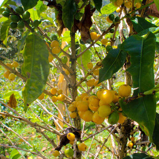 Gelbe, reife Kaffeekirschen an einem Arabica-Strauch im Hochland von Cauca, Kolumbien