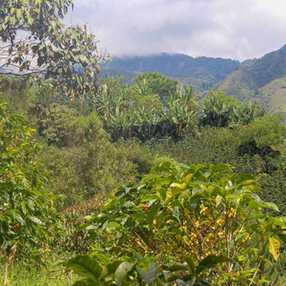 Kulturlandschaft im kolumbianischen Hochland mit Kaffeeanbau, Bananenpflanzen und natürlicher Vegetation