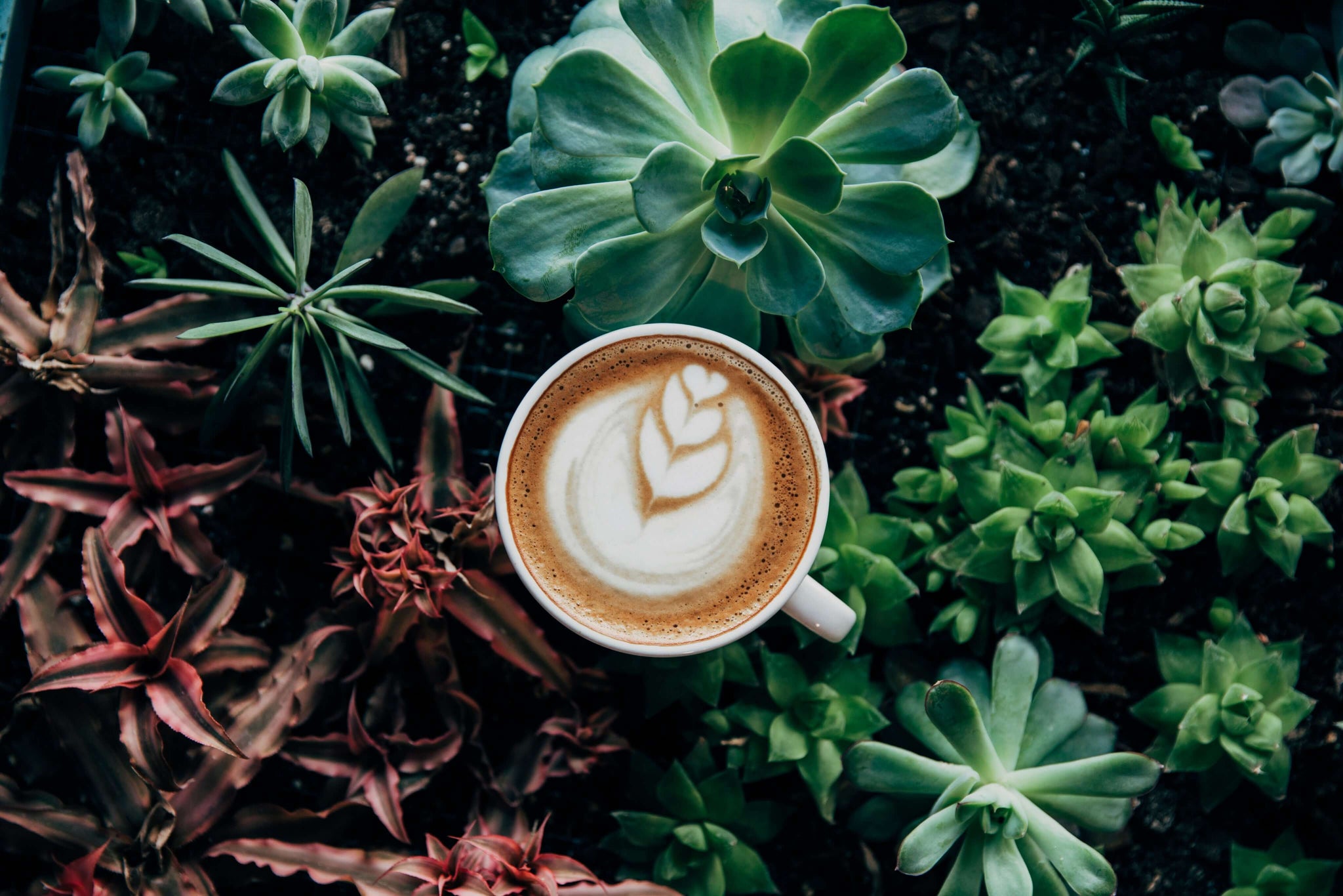 Kaffeetasse in Pflanzen