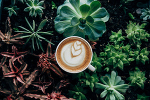 Kaffeetasse in Pflanzen