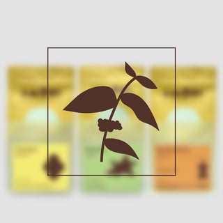 Farmkaffee Probierpaket von AMORI Coffee – nachhaltig geröstete Single-Origin Kaffees aus ausgewählten Farmen.