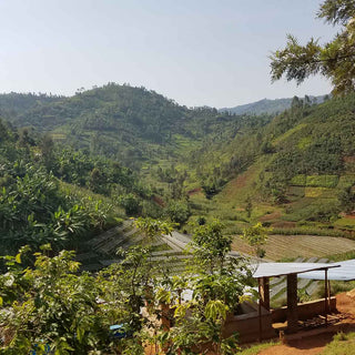 Hügellandschaft mit Kaffeeanbau und Washing Station Gashari Rugori in Ruanda