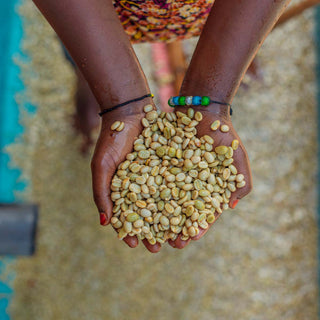 Grüne Rohkaffeebohnen in den Händen einer Arbeiterin in Ruanda