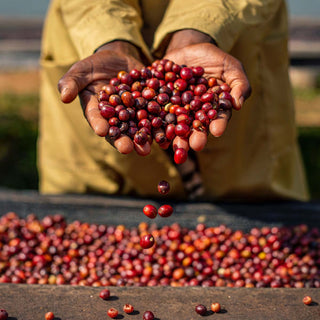 Frisch geerntete rote Kaffeekirschen in den Händen eines Produzenten in Ruanda