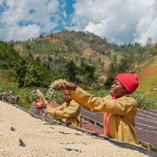 Arbeiterinnen wenden Kaffeebohnen auf Drying Beds an der Washing Station in Ruanda