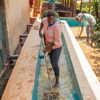 Arbeiterin wäscht Kaffee in einem Wasserkanal während der Verarbeitung in Ruanda
