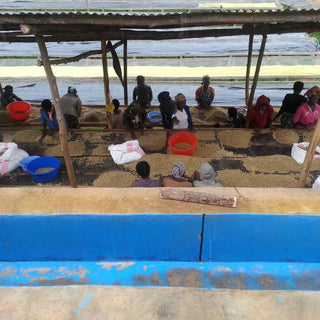 Handsortierung von grünen Kaffeebohnen an der Washing Station Gashari Rugori