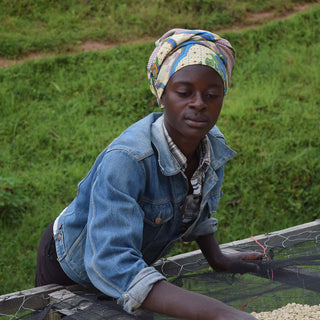 Arbeiterin kontrolliert Kaffeebohnen auf Drying Beds an der Washing Station Gashari Rugori in Ruanda