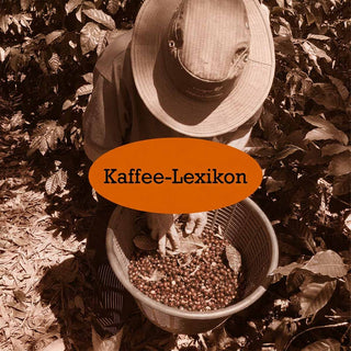 Person mit Hut und Korb voller roter Kaffeekirschen zwischen Kaffeepflanzen; darüber der Schriftzug Kaffee-Lexikon.