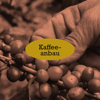 Kaffeeanbau im AMORI Kaffeelexikon – Klima, Varietäten und nachhaltige Anbaumethoden.
