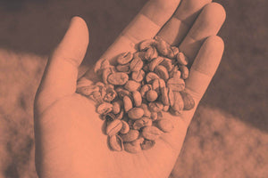 Kaffeebohnen in einer Hand