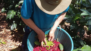 Kaffeefarmer bei der Ernte