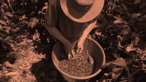 Das Bild zeigt einen Kaffeefarmer bei der Ernte von Kaffeebohnen, umgeben von Kaffeepflanzen. 