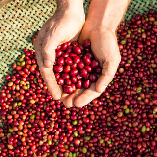 Handverlesene Kaffeekirschen der Familie Pessin für den Espresso Vela aus Espírito Santo in Brasilien
