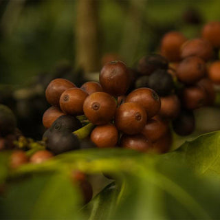 Reife Kaffeekirschen auf der Fazenda Ambiental Fortaleza in Espírito Santo in Brasilien