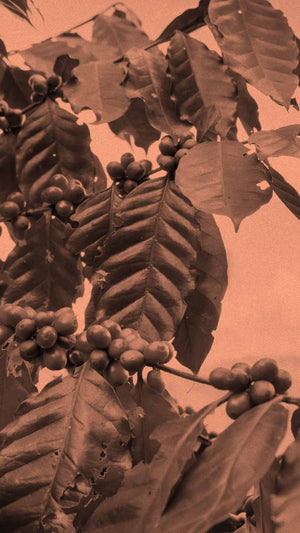 Kaffeepflanze mit Kirschen