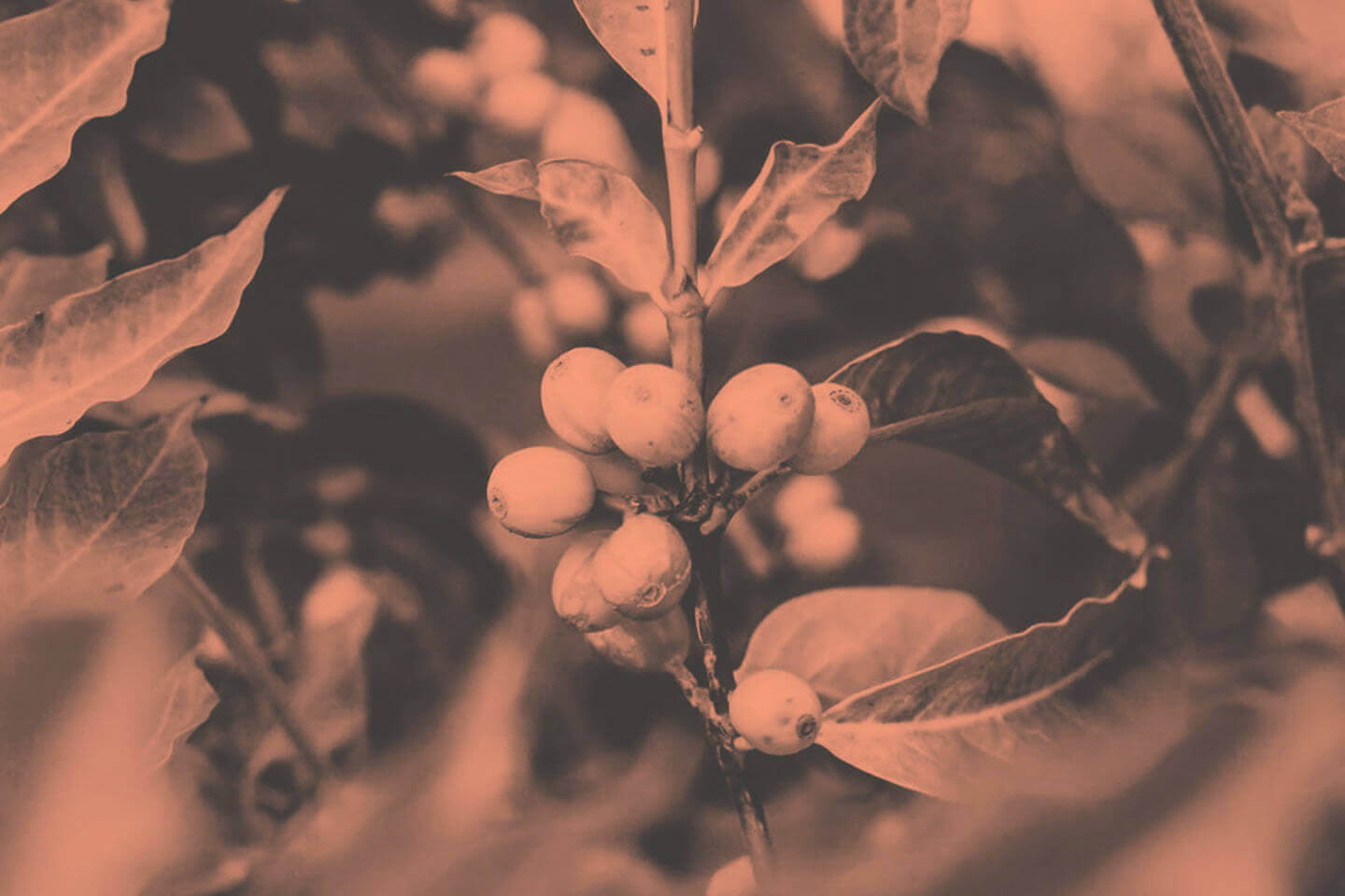 Kaffeepflanze mit Kirschen - AMORI Coffee