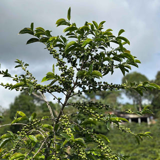 Kaffeestrauch mit unreifen grünen Kaffeekirschen auf der Farm El Placer von Mary Luz Ruiz in Kolumbien.