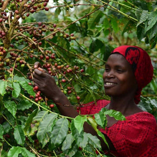 Kaffeefarmerin bei der Ernte von Robusta-Kaffeekirschen auf der Farm Kiyumba in Ruanda