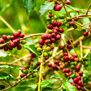 Reife Robusta-Kaffeekirschen an der Pflanze in den Hochlagen Ruandas