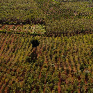 Kaffeeanbau in den Bergen des Muhanga-Distrikts in Ruanda mit einzelstehenden Bäumen
