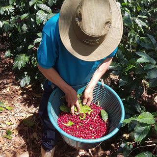 Kaffeefarmer der Finca La Pastora in Tarrazú, Costa Rica, mit frisch geernteten Arabica-Kaffeekirschen