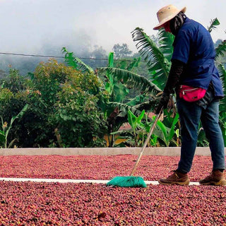 Kaffeefarmer der Finca La Pastora in Costa Rica, Herkunft von Arabica für Espresso bei AMORI