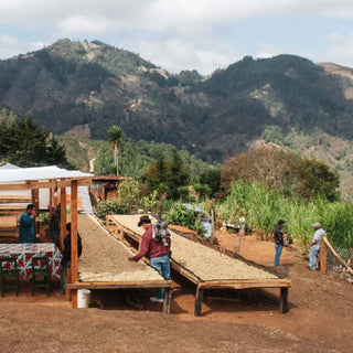 Kaffeebohnen trocknen auf erhöhten Trocknungsbetten der La Resistencia Produzenten in den Bergen von Mataquescuintla, Guatemala.