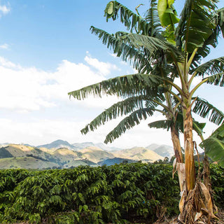 Kaffeeanbau der Familie Pessin in Espírito Santo mit Mischkultur und natürlicher Beschattung