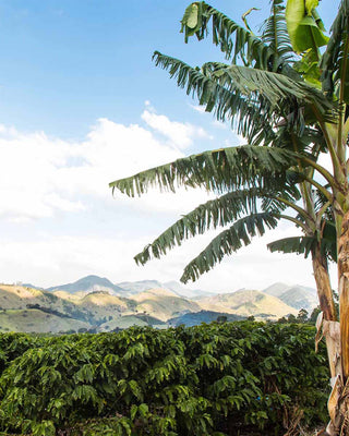 Grüne Kaffeepflanzen auf einer Plantage mit Bananenstauden im Vordergrund und bewaldeten Hügeln am Horizont.