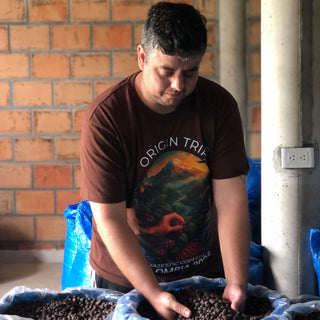 Sortieren von grünen Kaffeebohnen zur Qualitätskontrolle nach der Verarbeitung