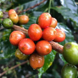 Reife rote Kaffeekirschen wachsen an einem Zweig der Kaffeepflanze