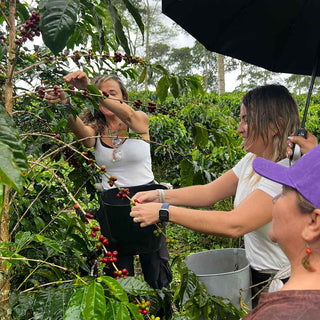 Kaffeebauern pflücken reife Kaffeekirschen von einer Kaffeepflanze während der Kaffeeernte auf der Farm Las Brisas in Kolumbien