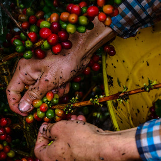 Hände pflücken reife Kaffeekirschen während der selektiven Kaffeeernte