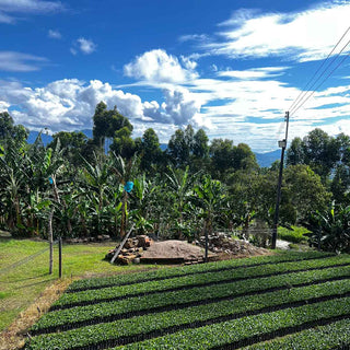 Kaffeesetzlinge wachsen in einer Pflanzenaufzucht auf der Farm Las Brisas