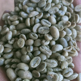 Grüne Arabica-Kaffeebohnen aus der Lensa Washing Station in Äthiopien, Rohkaffee für Espresso bei AMORI