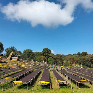 Trockenbetten der Lensa Gari Washing Station in Äthiopien, Aufbereitung von Arabica-Kaffee