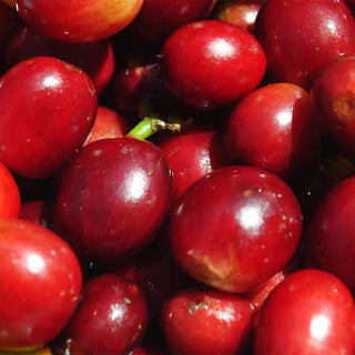 Reife Arabica-Kaffeekirschen von Los Cedros in Honduras, Grundlage für Espresso-Röstungen
