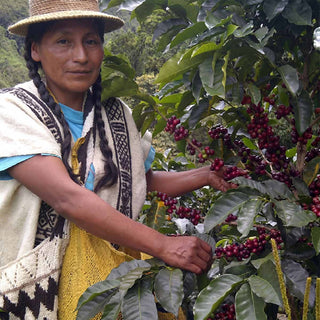 Kaffeebäuerin der Nasa-Wesx-Gemeinschaft bei der Ernte reifer Arabica-Kirschen in Cauca, Kolumbien