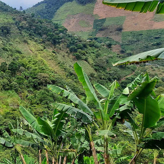 Kaffeeanbau in Mischkultur mit Palmen im Hochland von Cauca in Kolumbien