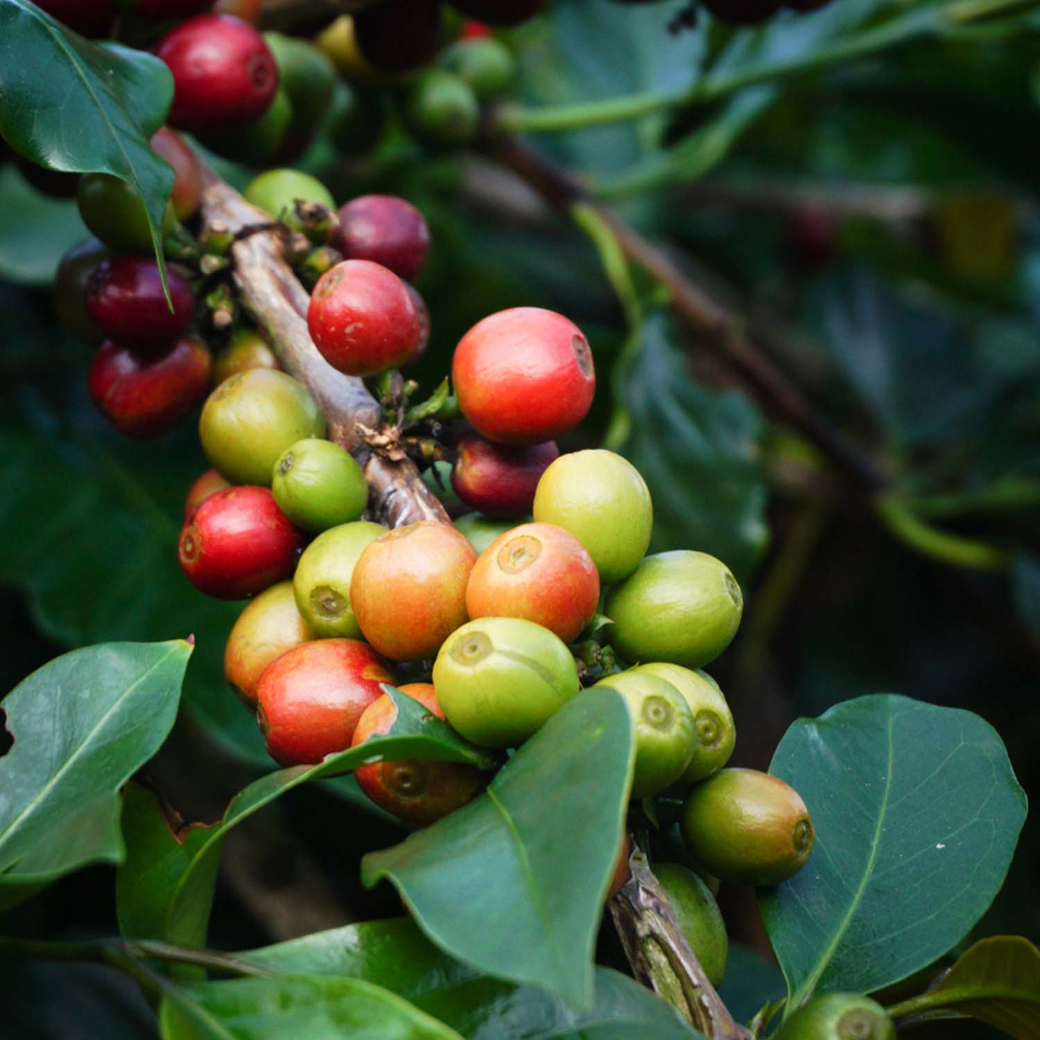 Rote und grüne Kaffeekirschen